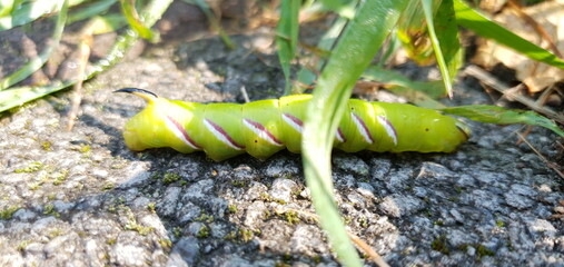 caterpillar on leaf