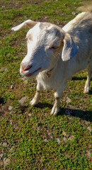Fototapeta premium goat in the grass