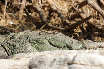 Crocodile lazing in the sun