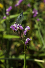 Cabbage white butterfly with black dots on its wings sits on a pink limonium flower and collects pollen. Pieris brassicae butterfly