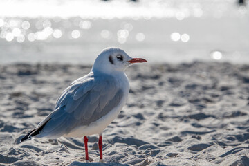  small seagull stands in the white beach sand of the Baltic Sea