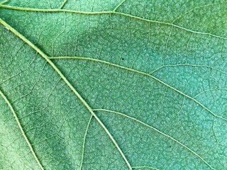 Green leaf background texture, macro