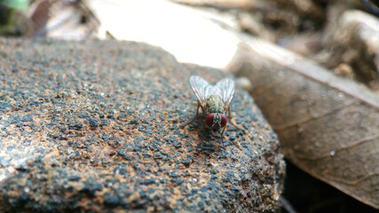 Housefly on the stone