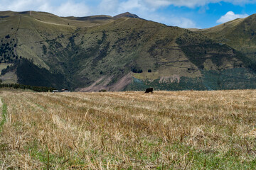yellow field with a cow in the middle of it and a mountain in the background