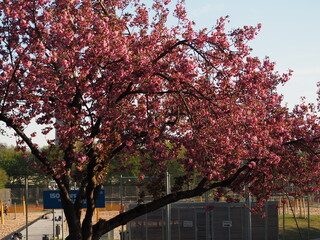 Árbol florecido en el parque