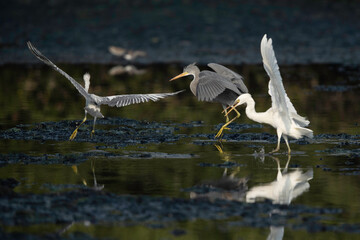 Juvenile Western reef herons fighting at Tubli bay, Bahrain