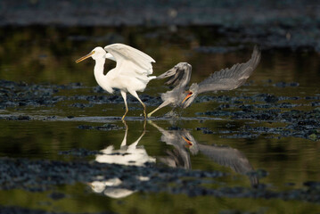 Juvenile Western reef herons fights at Tubli bay, Bahrain