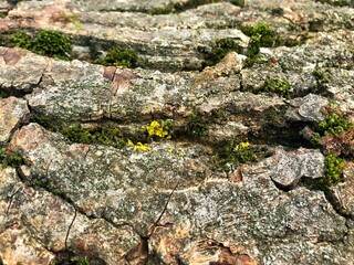 moss on bark is lighted by sun