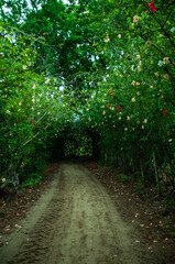 Fototapeta premium road in the forest