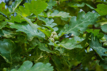 green acorn bunch in oak tree