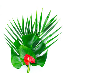 Frame with green tropical leaves and red flower. Isolated on white.