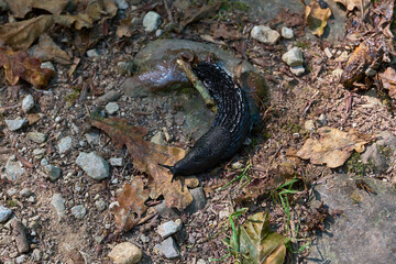 Babosa de río entre piedras y hojas