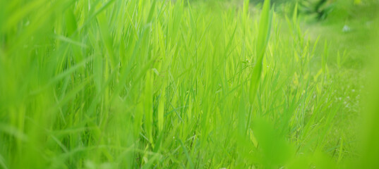 Blade of grass an isolated on white background