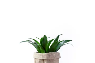 Fototapete Toilette  selective focus home yucca plant or Dracaena fragrans green fresh leaves or Cornstalk dracaena tree in concrete pot isolated on white background. copy space  © Ali