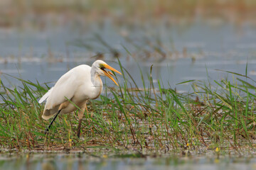 Great white egret (Ardea alba) - white heron