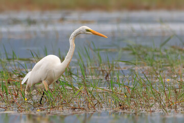 Great white egret (Ardea alba) - white heron