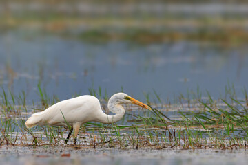 Fototapeta premium Great white egret (Ardea alba) - white heron