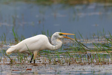 Great white egret (Ardea alba) - white heron