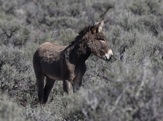 donkey in the field