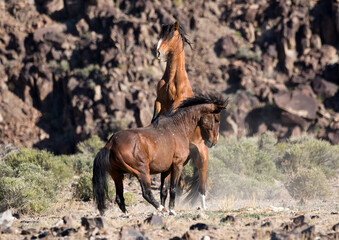 wild stallions fighting wild horses