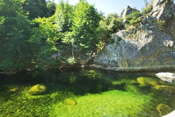 river in the forest