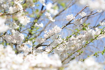 blooming cherry tree