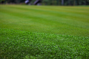 Playing golf. Golf course and Bag