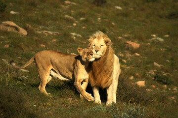 Honeymoon lion in the grass