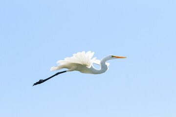 Great Egret in flight