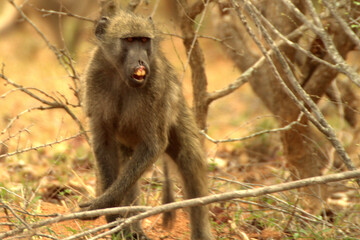 Scary baboon 