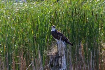Osprey perched on a wooden post in a wetland. 
