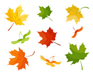 Maple leaves and seeds on white background.