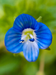 Flor azul