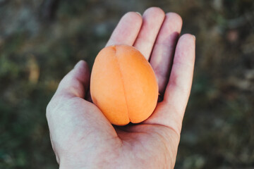 Closeup shot of ripe apricot fruits on the woman's palm