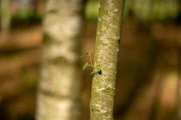 Depth of field isolated Last Green leaf on trunk of birch tree in autumn. View with fallen yellow leaves in blurred background.