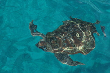 Obraz premium sea turtle swimming