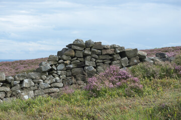 4 - Dry stone wall amongst purple pink heather moorlands.