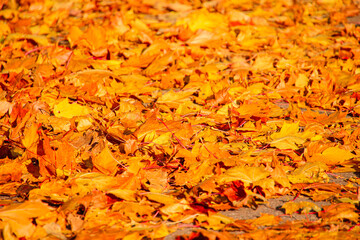 fallen orange maple leaves lying on the ground in autumn park