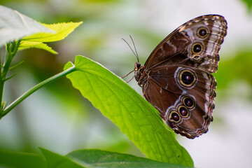 morpho butterfly on a green leaf