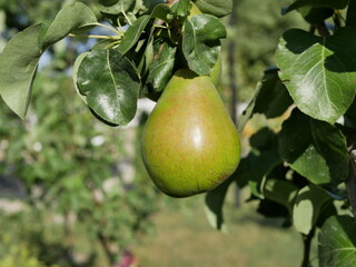 A large green pear ripens on a branch among the leaves in the garden, under the sun on a hot summer day. A crop of organic fruits with a high content of vitamins and fiber