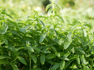 Fresh green fragrant sprigs of young mint are grown in the garden for use in cooking. Condiments grow on the farm on a sunny summer day.