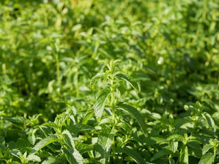 Fresh green fragrant sprigs of young mint are grown in the garden for use in cooking. Condiments grow on the farm on a sunny summer day.