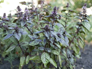 Fresh purple-green fragrant shoots of young Basil are grown in a garden bed for use in cooking. Condiments grow on the farm on a sunny summer day.
