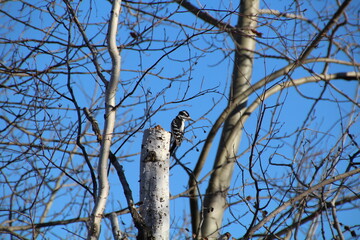 Woodpecker On The Tree, Elk Island National Park, Alberta