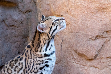 Close-up Portrait of a Female Ocelot
