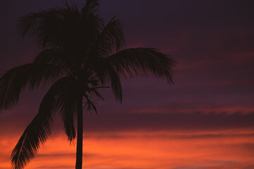 Beautiful sunset with palm trees silhouette, unfocused. Calm evening with colorful dusk sky, soft focus. Twilight in tropical resort. Idyllic sunset with palm trees. Sunset on the beach. Calm evening 