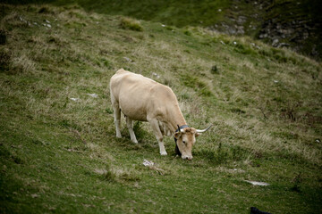 Fototapeta premium wild horned cow in the middle of a road in the mountains in the Navarrese Pyrenees