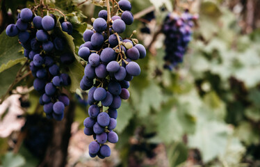 Delicious and healthy fruits, fresh autumn harvest. Ripe red grapes hang in a cluster on a green...