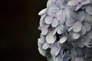 blue and white flower