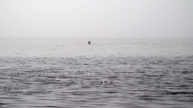 Ocean swimmer in thick fog near Reykjavik Iceland